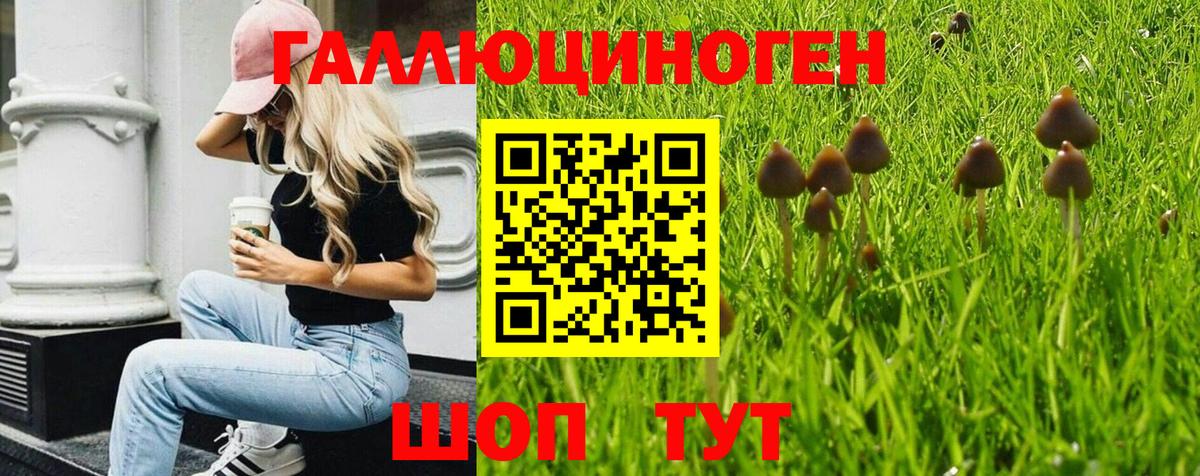 Галлюциногенные грибы Psilocybine cubensis  Псилоцибиновые грибы GOLDEN TEACHER  Новозыбков  Вход с VPN 